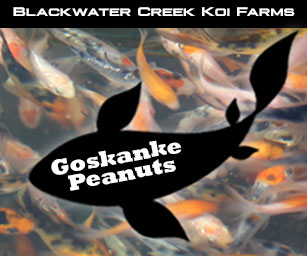 Gosanke Koi Peanuts